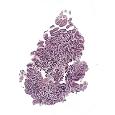 Histology Solution