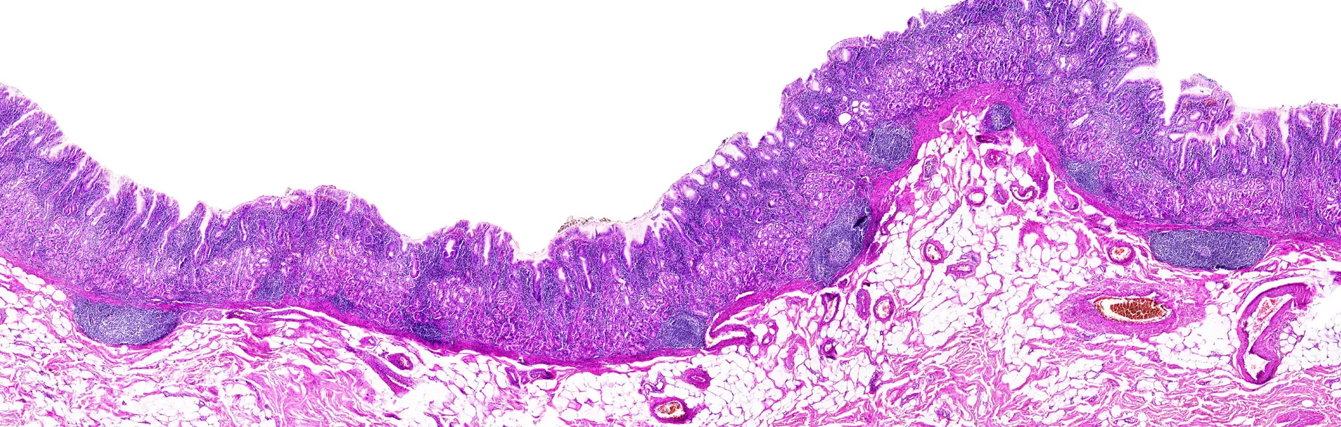 Histology Solution